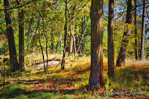 Forest Clearing_17598.jpg - Photographed near Chaffeys Locks, Ontario, Canada.